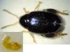 Psylliodes libertii